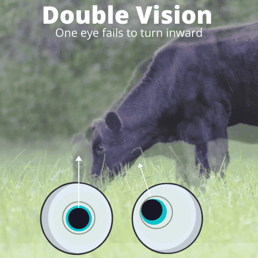 cow overlaid with a faint blurry cow and eyes below showing the pupil alignment for double vision