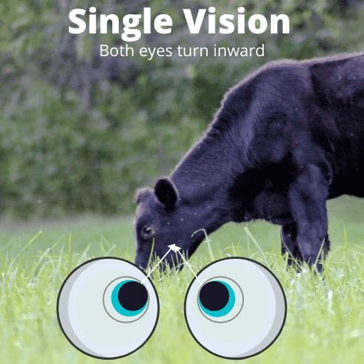 image of a cow in a field with two eyeballs showing proper eye alignment for single vision