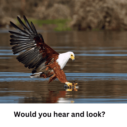 Eagle nearing lake water to catch a fish. Would you hear and look?